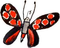 schmetterling